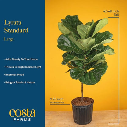 Costa Farms Fiddle Leaf Fig Tree, Ficus Lyrata, Live Indoor Plant Potted in Modern Decor Planter Pot, Potting Soil, Floor Houseplant Gift for Housewarming, Birthday, Tropical Home Decor, 3-4 Feet Tall