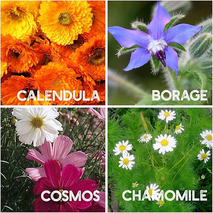 Flower Garden Seed Collection - 12 Varieties of Flower Seeds for Planting, ~6,000 Seeds - Includes Zinnia, Marigold, Poppy, Cosmos, Sunflower, Painted Daisy, Nasturtium, Lavender, Calendula & More