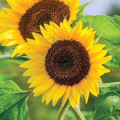 Burpee 'Busy Bee' Sunflower Seeds - 750mg Non-GMO Sunflower Seeds for Planting - Compact, Pollinator Friendly Annual Flower Seeds for Garden, Container, Borders (Sunflower, Busy Bee)