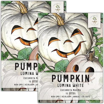 Seed Needs White Pumpkin Seeds for Planting Lumina Pumpkins - Non-GMO Heirloom & Untreated Vegetable Seeds to Plant an Outdoor Pumokin Patch - Perfect for Carving (2 Packs)