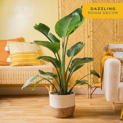 Costa Farms White Bird of Paradise Live Plant in Decorative Plant Pot, Large Indoor Houseplant, Perfect for Home, Room, or Office Decor, Great House Warming or Birthday Gift, 3-4 Feet Tall