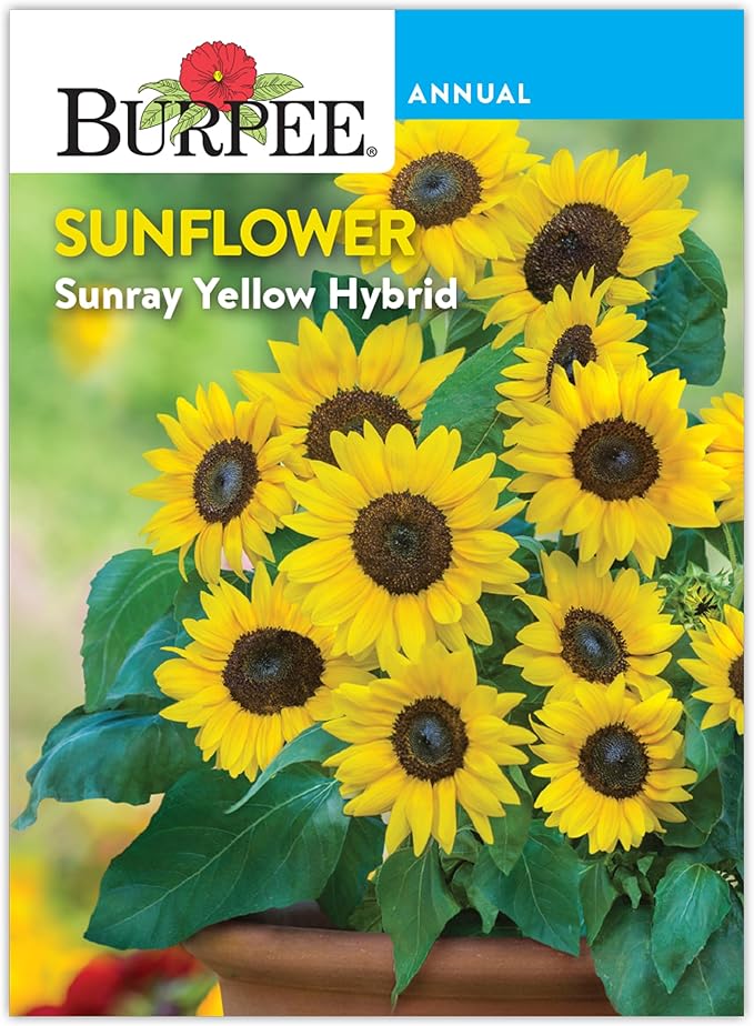 Burpee 'Sunray Yellow Hybrid' Sunflower Seeds for Planting - 500mg Non-GMO Seed Packet - Dwarf Plants, Hybrid, Annual Flower, Pollinator Friendly Garden, Direct Sow (Sunflower, Sunray Yellow Hybrid)