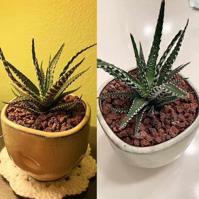 1.5 Lb Red Lava Rocks for Plants Decorative Landscaping 1/2" Lava Rock Granules Top Dressing for Cacti, Succulents Bonsai Plants for Release Excess Water to Prevents Root Rot