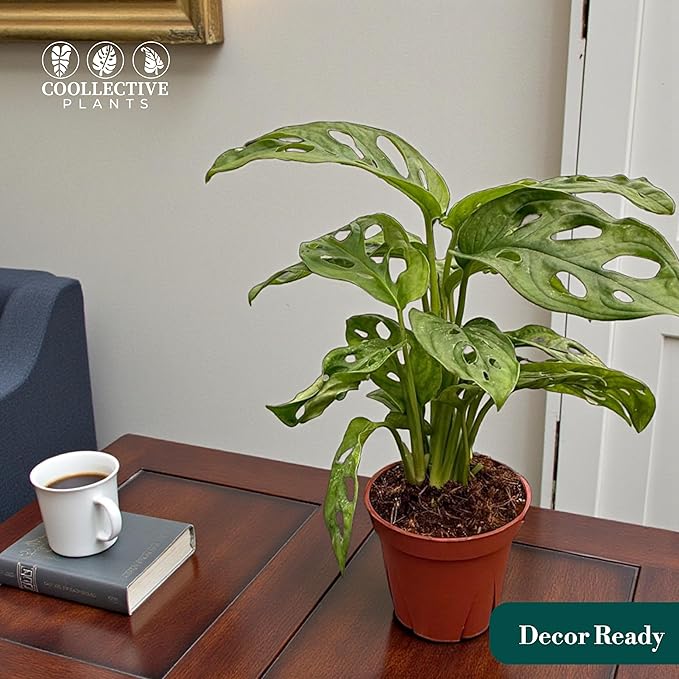CoollectivePlants Monstera Swiss Cheese – Live Monstera Plant in 6″ Grower’s Pot, Monstera Adansonii Live Plant, Swiss Cheese Plant Indoor House Plants