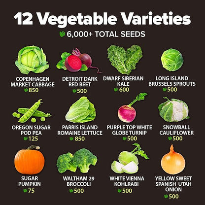 HOME GROWN 12 Fall Vegetable Seeds 6,000+ Heirloom Seeds for Fall & Winter Planting – Beets, Broccoli, Cabbage, Kale, Onion, Pumpkin, Turnip, Lettuce, Peas & More for Home Garden