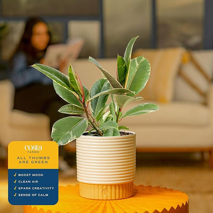 Costa Farms Ficus Tineke Live Plant in Decorative Pot, Indoor Houseplant, Perfect for Home, Room, or Office Decor, Great House Warming or Birthday Gift, 12-18 Inches Tall