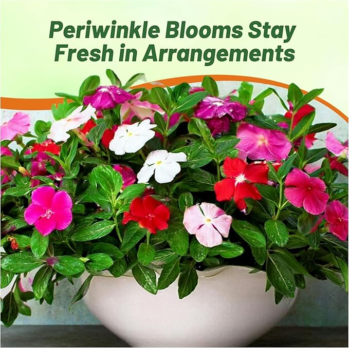 Outsidepride Mix Periwinkle Seeds for Planting – 2000 Pcs Annual, Fast-Blooming, Heat & Drought Tolerant Vinca Flower Seeds with Vibrant Colors Ideal for Gardens, Beds, Borders & Containers