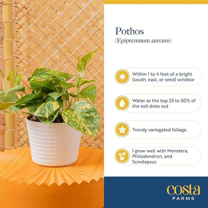 Costa Farms Lemon Top Pothos, Rare Unique Live Indoor Plant in 6-Inch Self-Watering Houseplant Pot, Potting Soil, Trending Tropicals Collection, Room and Home Decor