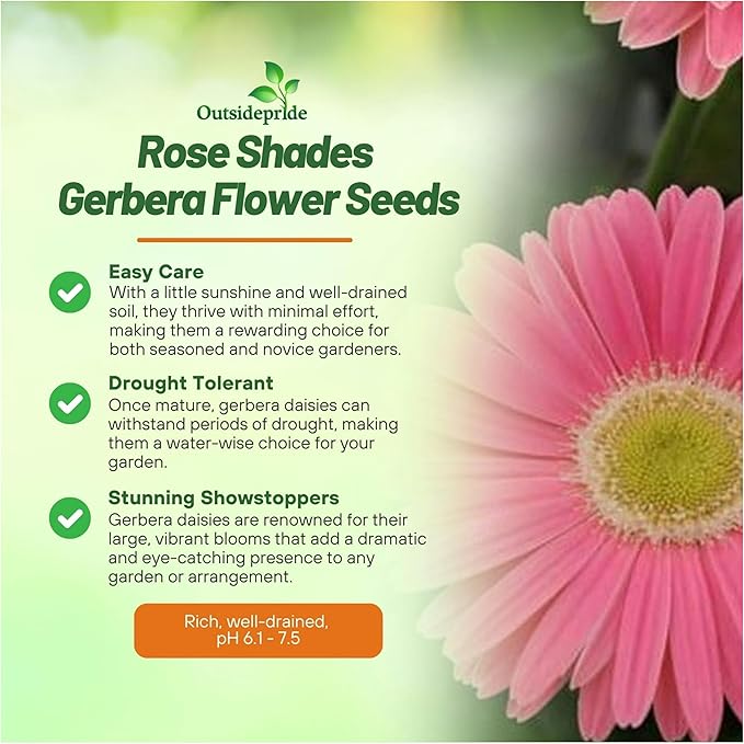 Outsidepride Rose Shades Gerbera Seeds - 20 Pcs Perennial, Compact & Low Maintenance, Flower Seeds for Planting w/Vibrant Rose Blooms, Ideal for Garden Landscaping & Cut Flower Arrangements