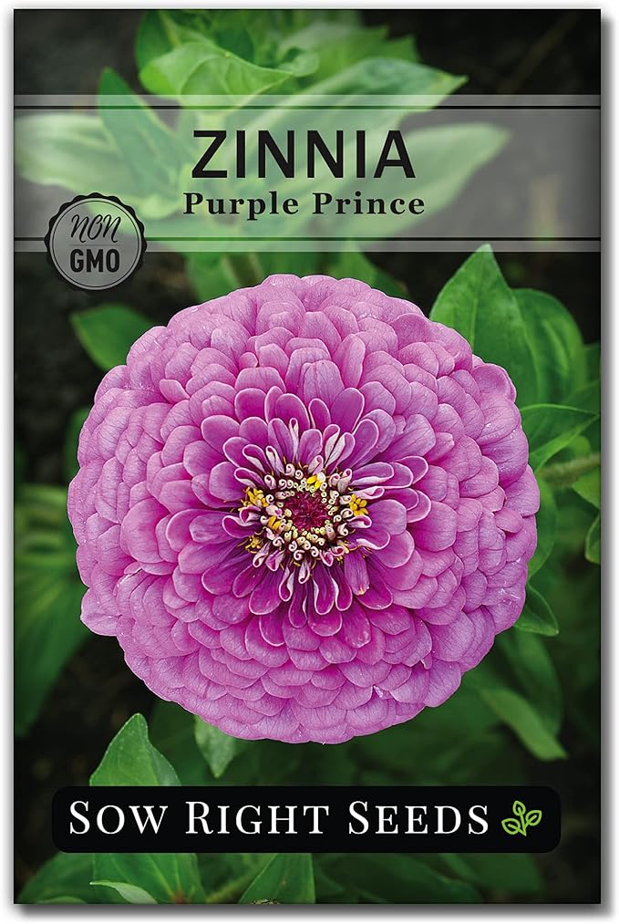 Sow Right Seeds - Purple Prince Zinnia Flower Seeds for Planting - Non-GMO Heirloom Seed - Heat & Drought Resistant - Huge Purple Blossoms - Beautiful to Plant in Your Garden - Cut and Come Again (1)