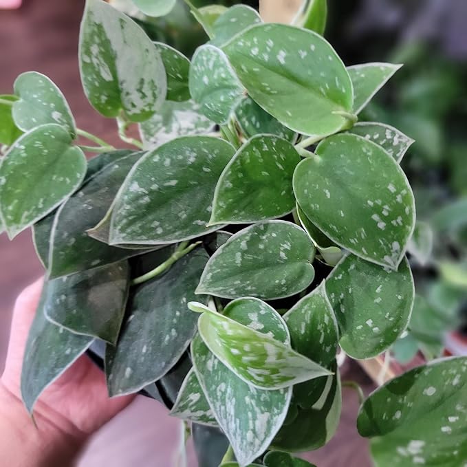 GARDENERA Scindapsus Sterling Plant Potting Soil - Enhance Variegation and Health with Professional Grade Nutrient-Rich Mix - 3 Quart