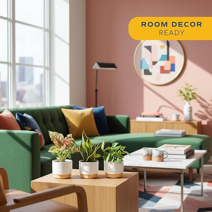 Costa Farms Live Indoor Plants in Decorative Pots, Easy to Maintain, Air Purifying Houseplants, Assorted Varieties, Room or Home Decor, House Warming Gift, 8-12 Inches Tall, Pack of 3