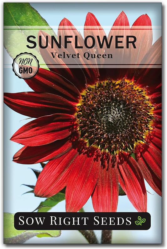 Sow Right Seeds - Velvet Queen Sunflower Seeds for Planting - Grow Giant Sunflowers Outdoors in Your Garden - Non-GMO Heirloom Packet - Deep Red Burgundy Blooms - Tall Annual Variety - Rare Color (1)