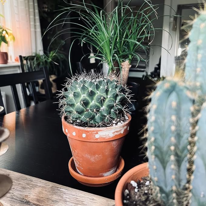 Terracotta Pots 8 Inch(2 Pack), Large Clay Pots for Plants with Drainage Hole and Saucer, Terracotta Planter Pot for Indoor Outdoor Plant