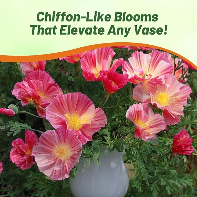 Outsidepride California Rose Chiffon Poppy Seeds for Planting - 100 Pcs Annual, Drought-Tolerant & Easy to Grow Wildflower Seeds with Vibrant Pink Blooms for Landscaping, & Pollinator Garden