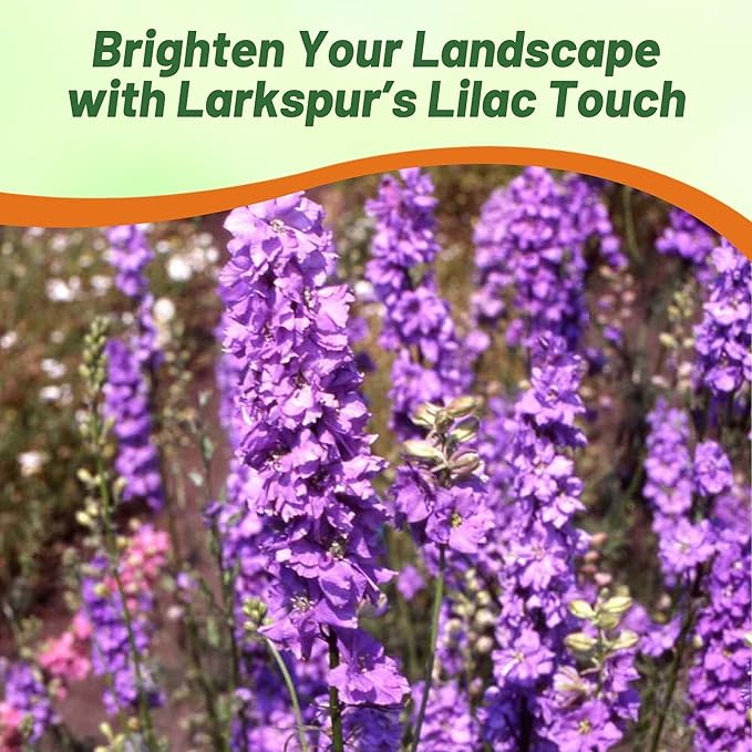 Outsidepride Delphinium Lilac Larkspur Seeds for Planting Outdoors - 2000 Pcs Annual, Self-Seeding, Heat & Drought Tolerant Wildflower Seed, Colorful Blooms for Flower Arrangement & Pollinator Garden