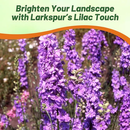 Outsidepride Delphinium Lilac Larkspur Seeds for Planting Outdoors - 1000 Pcs Annual, Self-Seeding, Heat & Drought Tolerant Wildflower Seed, Colorful Blooms for Flower Arrangement & Pollinator Garden