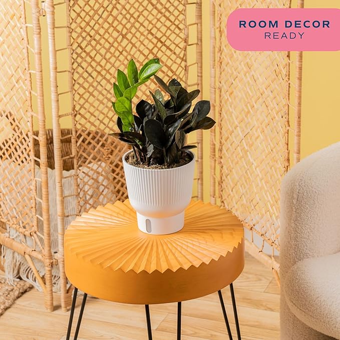 Costa Farms Raven ZZ Plant, Easy Care Indoor Houseplant, Ships in Modern White Decor Planter with Soil, Perfect Room Decor for Tabletop, Shelf, or Desk, Trending Tropicals Collection, 10-Inches Tall