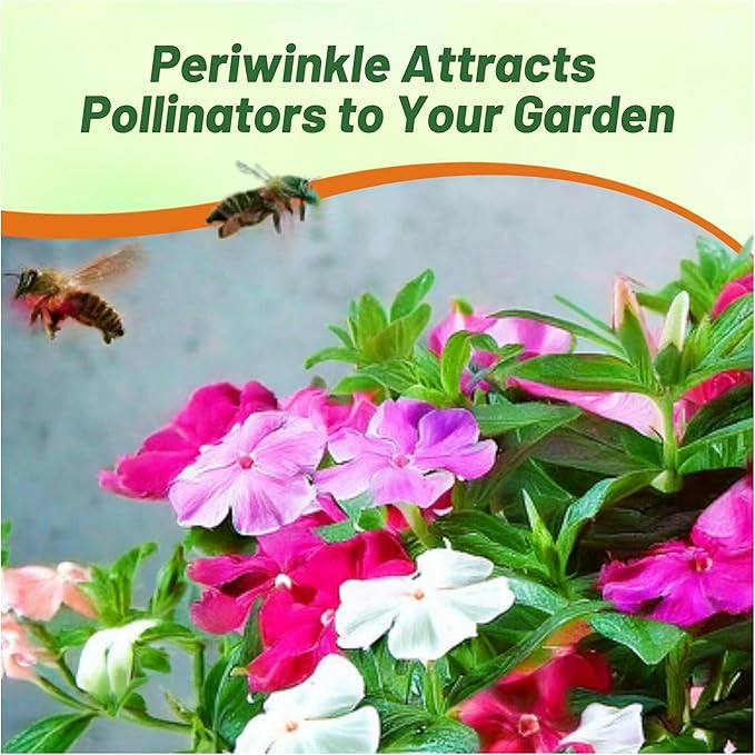 Outsidepride Mix Periwinkle Seeds for Planting – 2000 Pcs Annual, Fast-Blooming, Heat & Drought Tolerant Vinca Flower Seeds with Vibrant Colors Ideal for Gardens, Beds, Borders & Containers