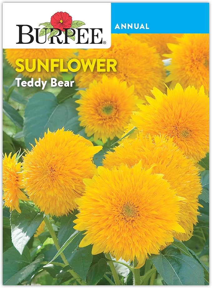 Burpee 'Teddy Bear' Sunflower Seeds for Planting- 1.5gm Non-GMO Seed Packet - Dwarf Sunflowers, Double Blooms, Annual, Container Garden Flower Seeds, Direct Sow (Sunflower, Teddy Bear)