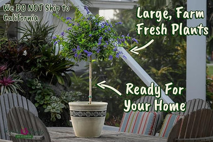 Duranta Tree Live Plant - Purple Showers - Overall Height 36" to 42" - Tropical Plants of Florida (Plant in Growers Pot)