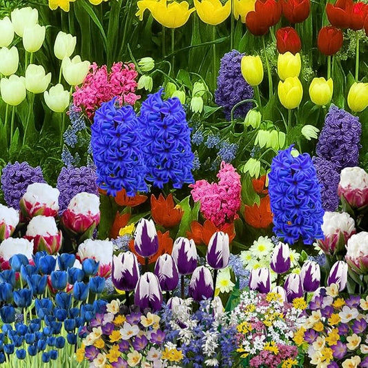 50 Top Size Mix Flower Bulbs for Spring Blooms, Big Bulk Bulbs for Fall Planting, Vibrant Colorful Easy Care, Planting in Borders Flowerbeds Gardens Earliest Blooming
