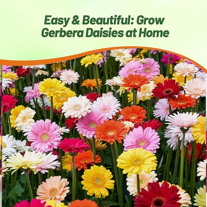 Outsidepride Hybrids Mix Gerbera Seeds - 200 Pcs Perennial, Compact & Low Maintenance, Flower Seeds for Planting w/Vibrant Mixed Blooms, Ideal for Garden Landscaping & Cut Flower Arrangements