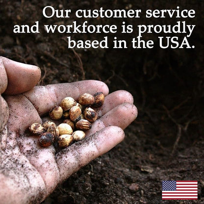 African Marigold Flower Garden Seeds - Discovery Series F1 - Yellow - 100 Seeds - Annual Flower Gardening Seed - Tagetes erecta