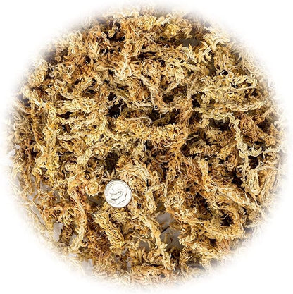 Premium Grade Sphagnum Moss by Gardenera - Organic Hand Mixed New Zealand Long Fibered Sphagnum Moss Orchid - 1 Quart