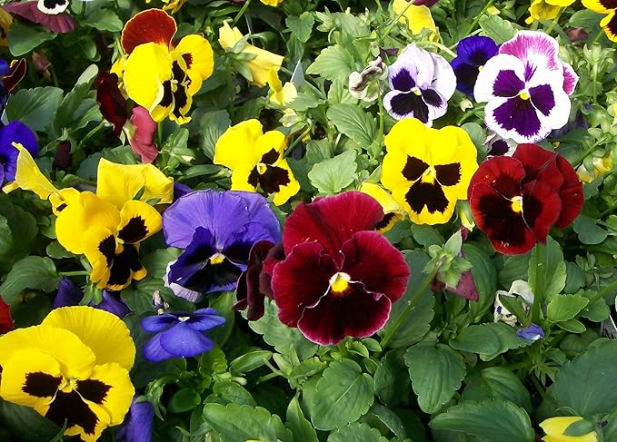 Seeds Viola Swiss Mix - Perennial Flowers for Planting - GMO Free
