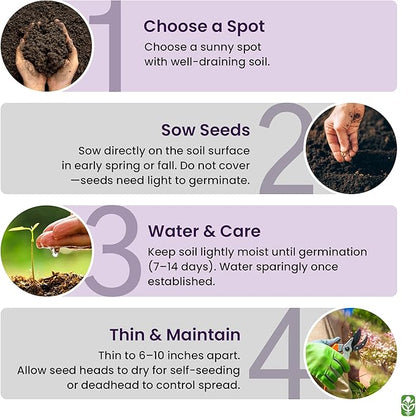 Red Flanders Poppy Seeds for Planting - 50,000+ Fresh Flower Seeds - Grown in The USA - Spring Blooming Wildflower