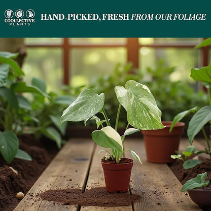 CoollectivePlants Monstera Thai Constellation – Live Plant in 2″ Grower’s Pot, Thai Constellation Monstera Live Plant, Easy Indoor House Plant