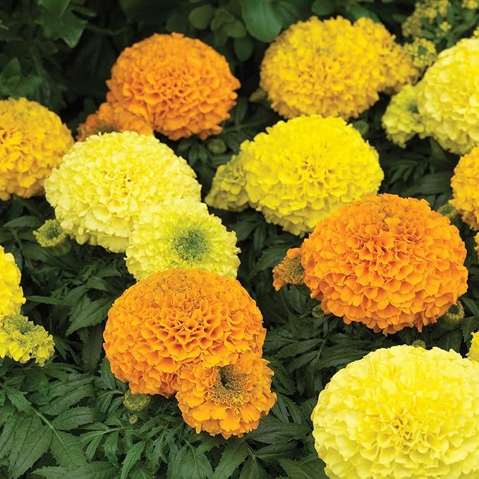 African Marigold Flower Garden Seeds - Antigua Series F1 - Mix - 1000 Seeds - Annual Flower Gardening Seed - Tagetes erecta