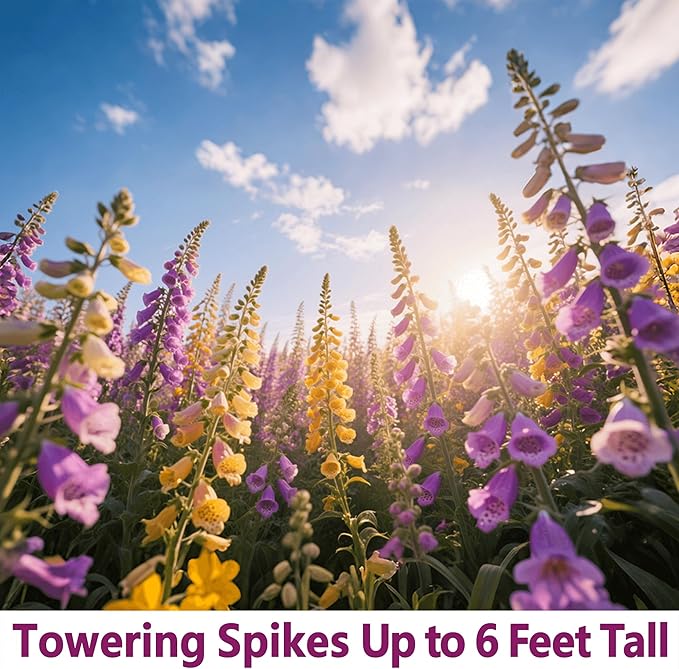 Foxglove Seeds 250,000+ Bulk Pack - Tall Spire Blooms, Mixed Colors for Garden Borders, Easy Planting for Home Gardening - Ideal for Backyard Flower Beds, Landscaping, and Pollinator-Friendly Gardens