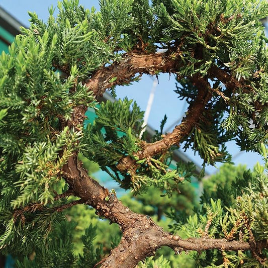 Brussel's Bonsai DT4002GMJ Outdoor Bonsai Tree, Green Mound Juniper, LARGE
