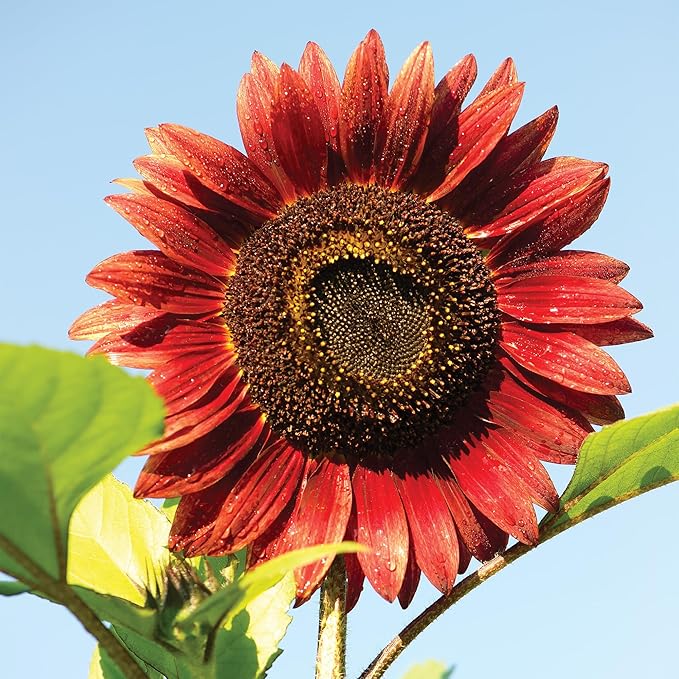 Burpee 'Chianti Hybrid' Sunflower Seeds - 350mg Non-GMO Seed Packet for Home Gardening - Deep Red Burgundy Flower, Pollenless Cut Flower, Annual, Direct Sow (Sunflower, Chianti Hybrid)