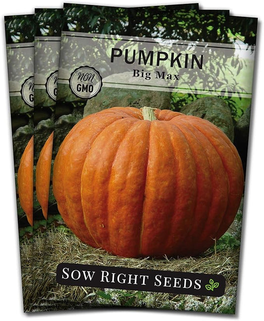 Sow Right Seeds - Big Max Pumpkin Seeds for Planting - Non-GMO Heirloom Packet with Instructions to Plant a Home Vegetable Garden - Decorative Autumn Variety for Carving - Giant Fast Growing (3)