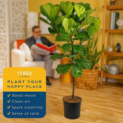 Costa Farms Fiddle Leaf Fig Tree, Live Indoor Plant in Rustic Decor Planter, Natural Air Purifying Houseplant, Housewarming, Birthday, Home Living Room, Desk and Office Decor, 3-4 Feet Tall