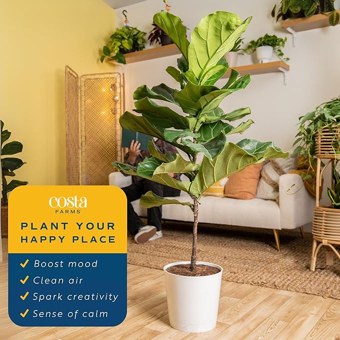 Costa Farms Fiddle Leaf Fig Tree, Ficus Lyrata, Live Indoor Plant Potted in Modern Decor Planter Pot, Potting Soil, Floor Houseplant Gift for Housewarming, Birthday, Tropical Home Decor, 3-4 Feet Tall