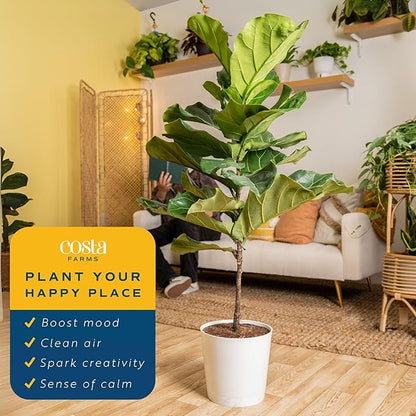 Costa Farms Fiddle Leaf Fig Tree, Ficus Lyrata, Live Indoor Plant Potted in Modern Decor Planter Pot, Potting Soil, Floor Houseplant Gift for Housewarming, Birthday, Tropical Home Decor, 3-4 Feet Tall