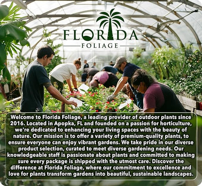 Daisy African Plants | 10 Live Seedlings | Gamolepis chrysanthemoides | Flowering Accent | Sun Loving Garden Variety