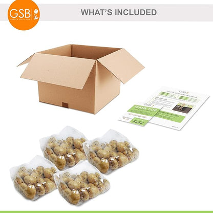 Garden State Bulb Darwin Hybrid Pink Impression Tulip Flower Bulbs, 12/+ cm, Fall Planting (Bag of 100)