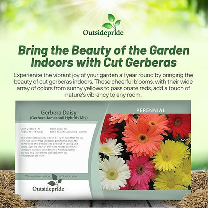 Outsidepride Hybrids Mix Gerbera Seeds - 200 Pcs Perennial, Compact & Low Maintenance, Flower Seeds for Planting w/Vibrant Mixed Blooms, Ideal for Garden Landscaping & Cut Flower Arrangements