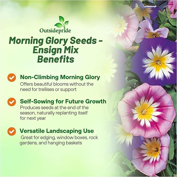 Outsidepride Ensign Mix Morning Glory Seeds - 1000 Pcs. Annual, Dwarf Mounding Flower Seeds for Planting Trumpet-Shaped Tricolored Blooms, Ideal for Garden Boxes, Beds & Containers