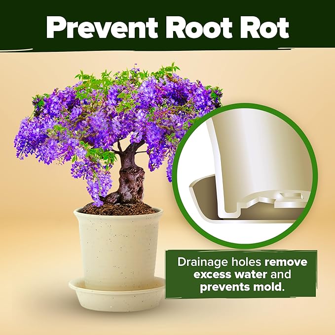 Bonsai Tree Kit Gifts for Men & Women - Grow 4 Bonsai Trees - Unique Gardening Crafts for Adults, DIY Hobbies for Plant Lovers & Gardeners - Unusual Christmas Gift Ideas for Mom & Dad