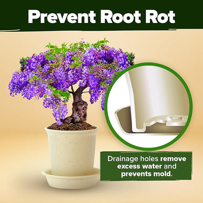 Bonsai Tree Kit Gifts for Men & Women - Grow 4 Bonsai Trees - Unique Gardening Crafts for Adults, DIY Hobbies for Plant Lovers & Gardeners - Unusual Christmas Gift Ideas for Mom & Dad