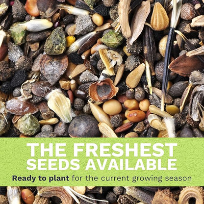 Dwarf Teddy Bear (Sungold) Sunflower - Large 1 Ounce Packet - 1,250 Flower Seeds for Planting - Helianthus annuus