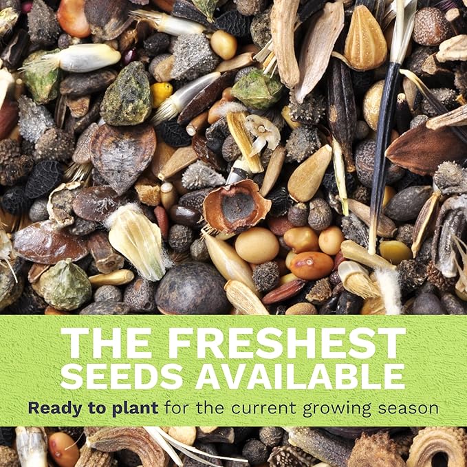 Marigold French Petite - Large 1/2 Ounce Packet - 4,000 Flower Seeds for Planting - Tagetes patula