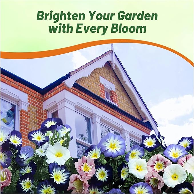 Outsidepride Ensign Mix Morning Glory Seeds - 2000 Pcs. Annual, Dwarf Mounding Flower Seeds for Planting Trumpet-Shaped Tricolored Blooms, Ideal for Garden Boxes, Beds & Containers