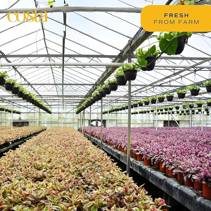 Costa Farms Little Fiddle Leaf Fig, Live Indoor Ficus Lyrata Plant in Nursery Plant Pot, Houseplant in Potting Soil, Housewarming, Birthday Gift, Office, Home, and Room Decor, 1 Foot Tall